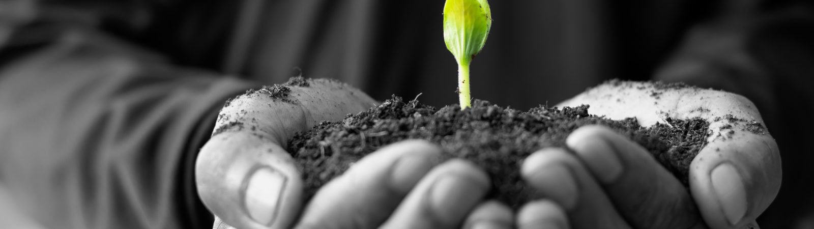 Pumpkin seedlings are growing in fertile soil.